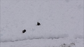 Gemsgeiss mit Kitz im hohen Schnee
